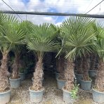 Palma konopná (Trachycarpus fortunei) - výška kmeňa: 70-80 cm, celková výška 140-160 cm, (-17°C)